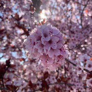 Meet your Posher, Jojo